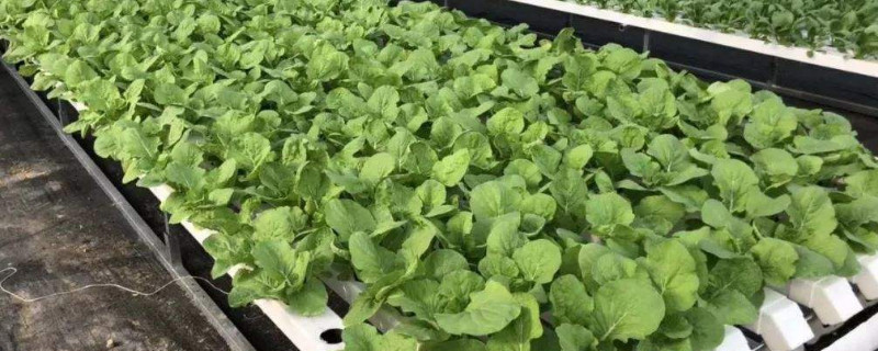 水培蔬菜育苗技術