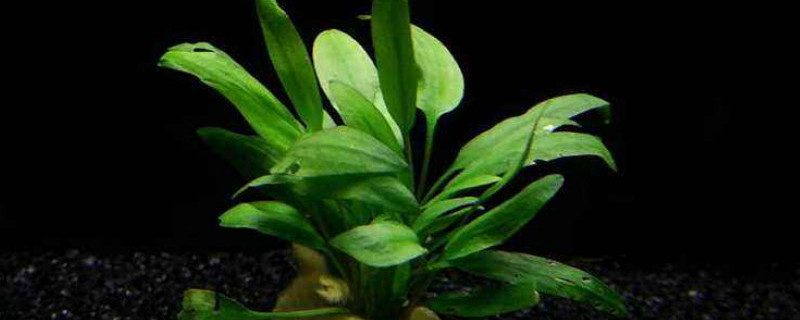 水族椒草的養殖方法