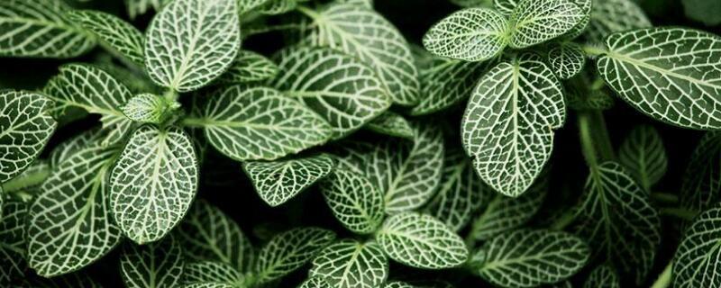 網紋草怎麼移盆