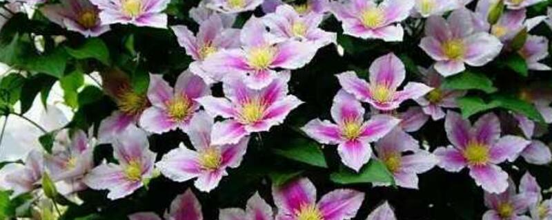 鐵線蓮發芽後怎樣施肥