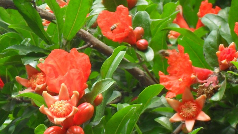 石榴樹怎麼催芽