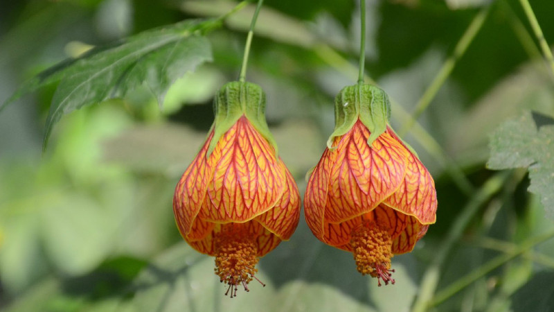 金鈴花怎麼修剪