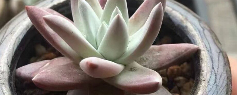 出錦是什麼意思