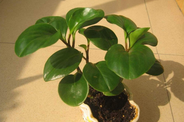 碧玉長出來穗怎麼辦
