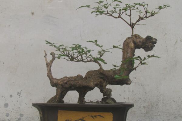 盆景老樁是什麼意思