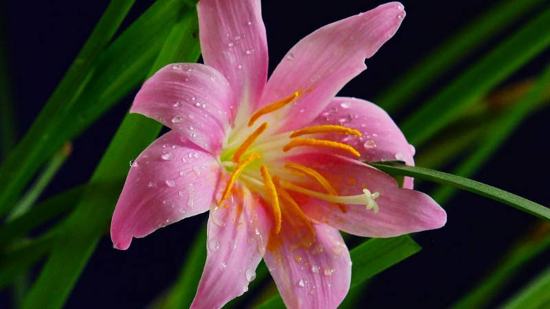 開過花的蘭花怎麼處理