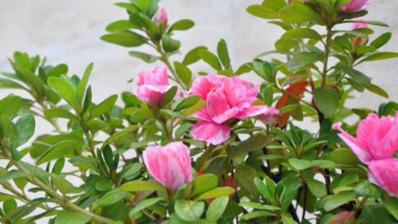 四季杜鵑花怎麼澆水