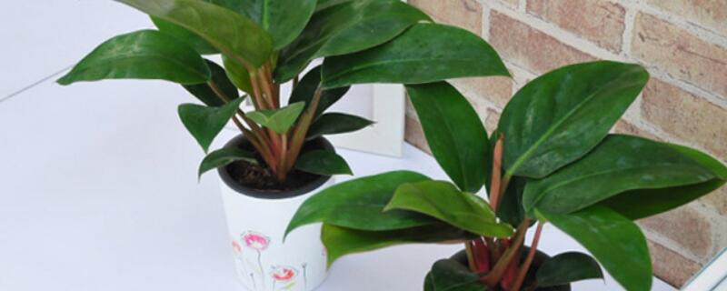 怎樣培植金鑽幼苗