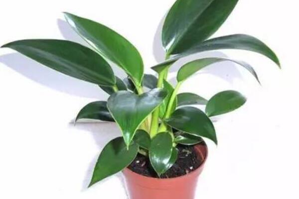 怎樣培植金鑽幼苗