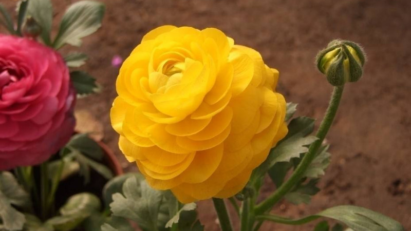 花毛茛怎麼修剪