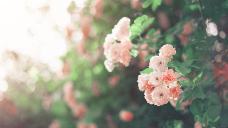 薔薇花怎麼培育