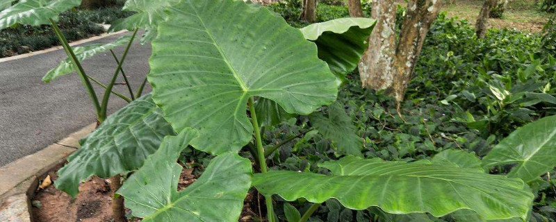 大野芋怎樣盆養