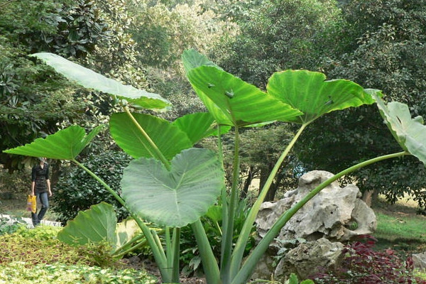大野芋怎樣盆養