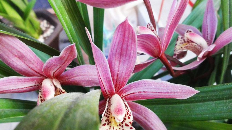 墨蘭開完花怎麼處理
