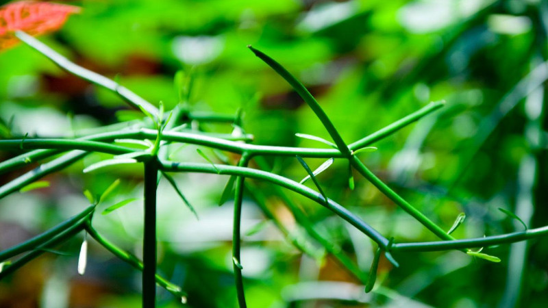 綠玉樹怎麼扡插