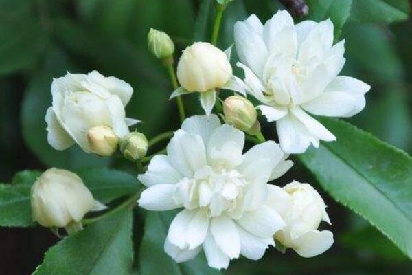 木香花怎麼牽引