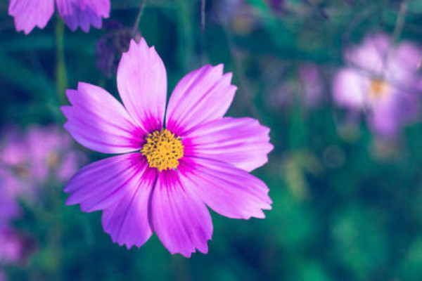 格桑花蔫了怎麼辦