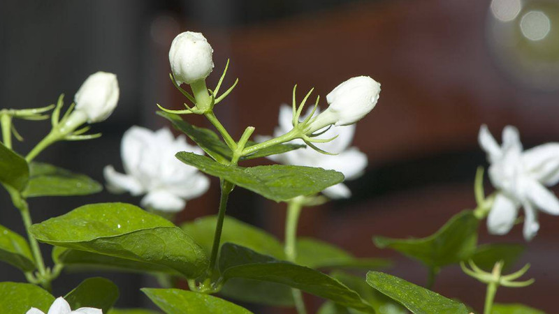 香水茉莉怎麼扡插