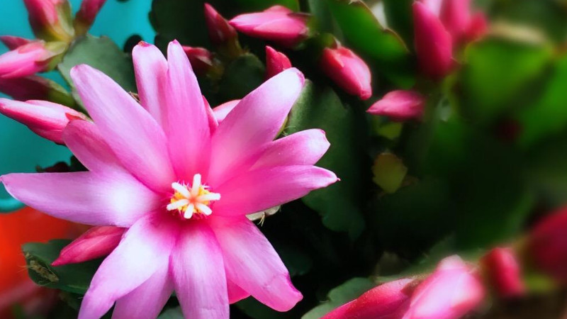 仙指蘭怎麼養才能開花