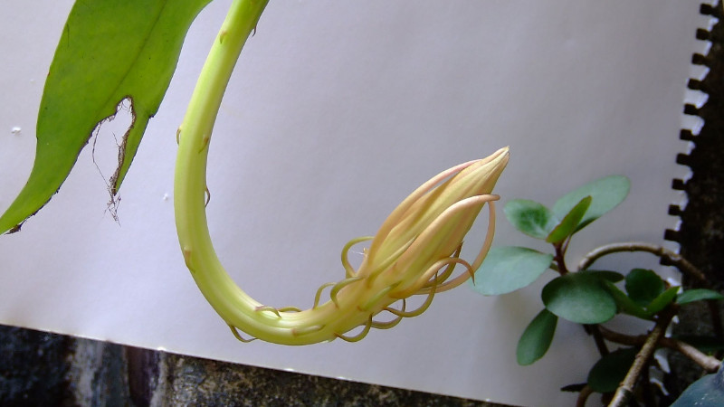 曇花氣根是怎麼回事