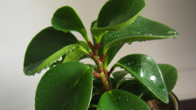 碧玉綠植怎麼修剪