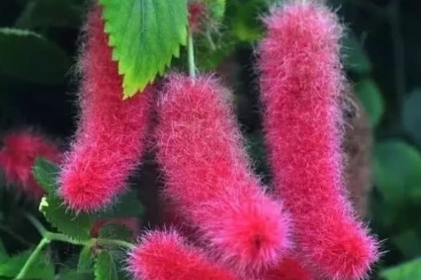 狗尾紅如何扡插