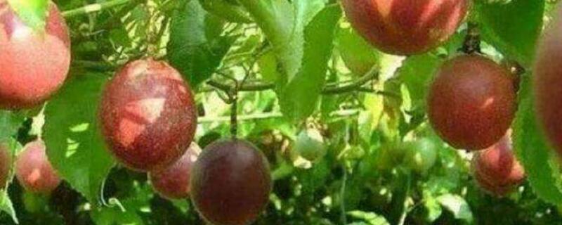 百香果不肯長花怎麼辦