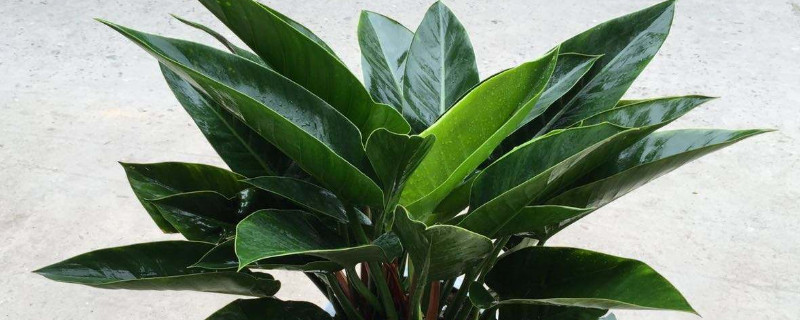綠植金鑽養殖方法