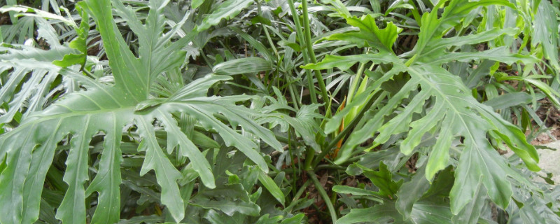 蔓綠絨用什麼肥料