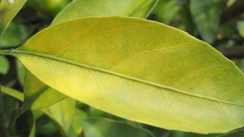 柑橘肥害補救措施