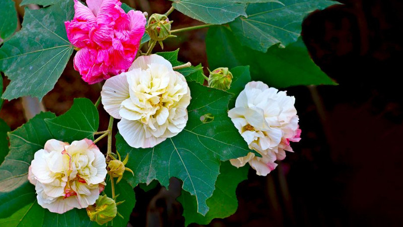 芙蓉花什麼時候打頂