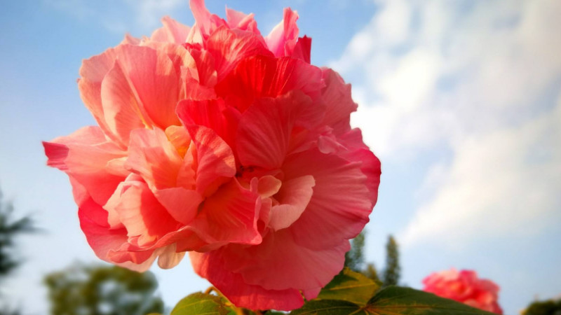 芙蓉花花期過後怎麼辦