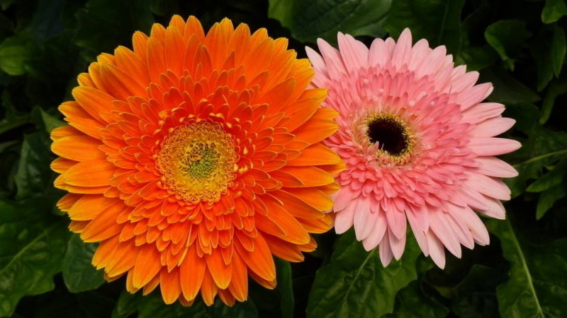 扶郎花怎麼養開花多