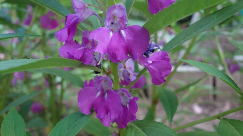 鳳仙花葉子卷邊幹枯
