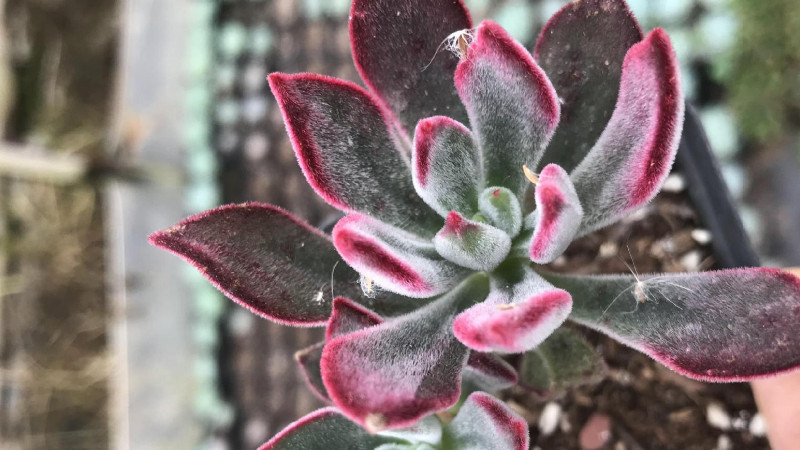 紅兔耳多肉植物怎麼養