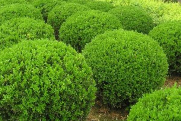水蠟種子怎麼催芽