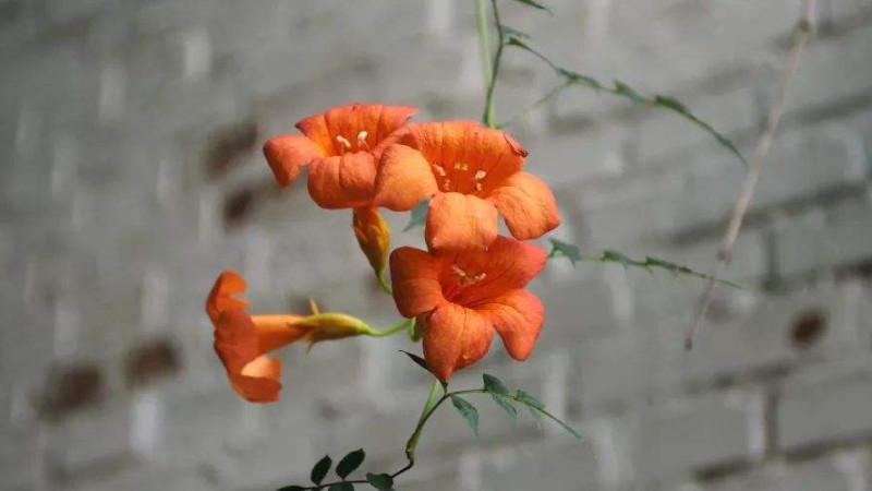 淩霄花移栽後多久發芽