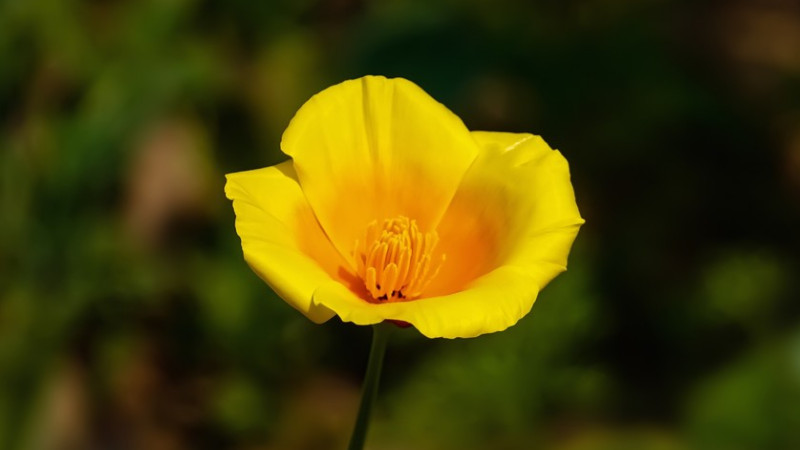 花菱草種子怎麼種