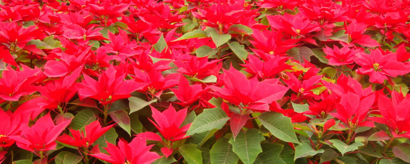 一品紅掉光葉子怎麼剪