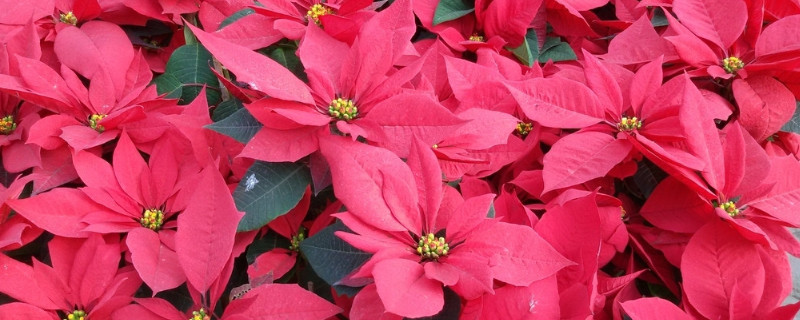 一品紅開完花怎麼修剪