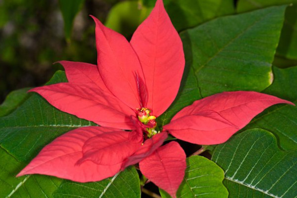 一品紅開完花怎麼修剪