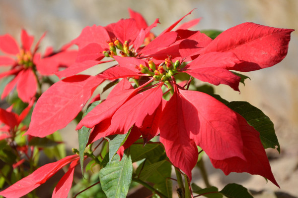 一品紅開完花怎麼修剪