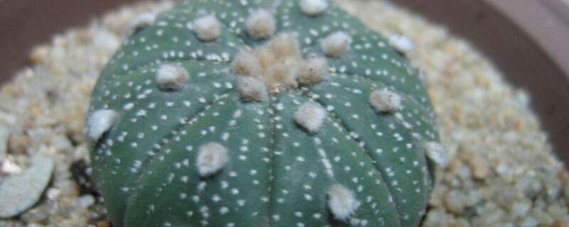 星兜發芽後怎麼管理