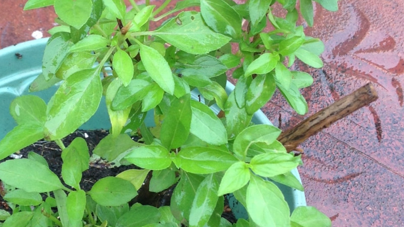 金不換是什麼植物