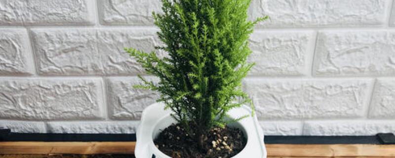香鬆變幹怎麼救