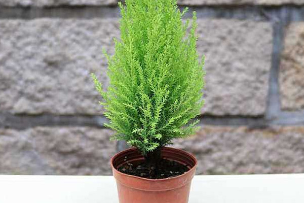 香鬆變幹怎麼救