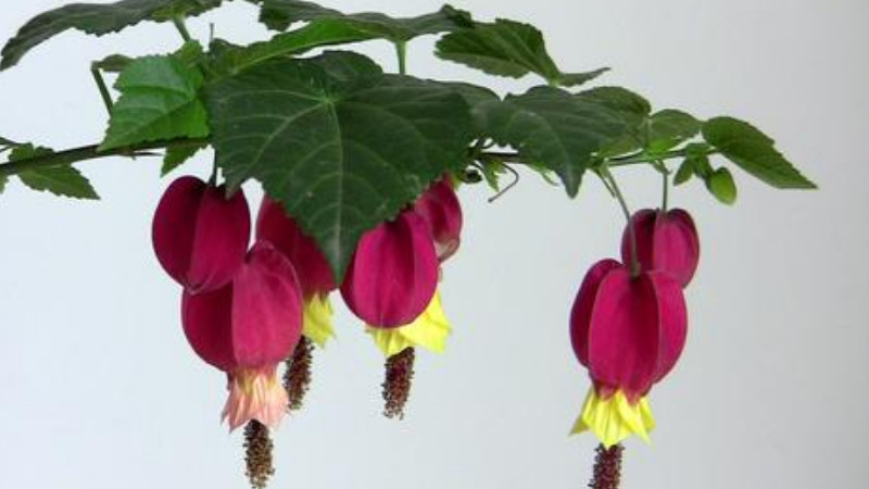 蔓性風鈴花怎麼修剪