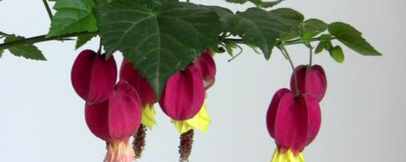 蔓性風鈴花怎麼修剪