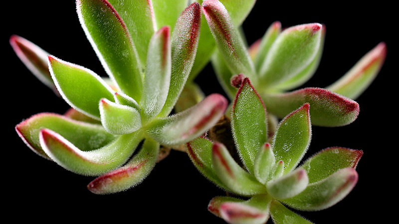 錦晃星長氣根怎麼處理
