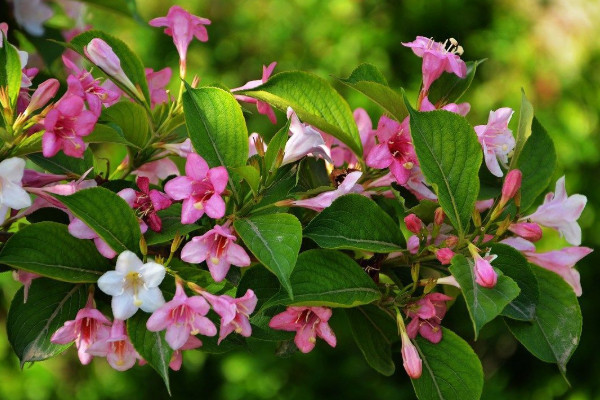 錦帶花的種植與養護